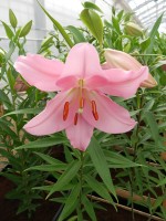 [4302 Grosseto VH No02.JPG]